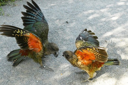 Pirmas žinomas atvejis pasaulyje: negalią turintis gyvūnas nepasidavė ir net savarankiškai tapo alfa patinu