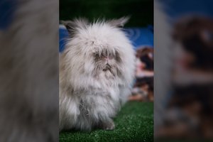 Įspūdingo grožio Pilkis trokšta savo žmogaus: puikiai tiks ieškantiems ramaus ir švelnaus kompaniono