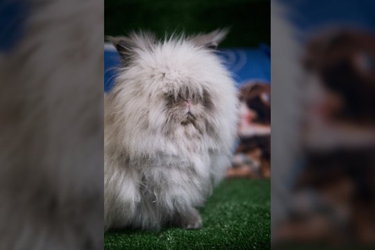 Įspūdingo grožio Pilkis trokšta savo žmogaus: puikiai tiks ieškantiems ramaus ir švelnaus kompaniono