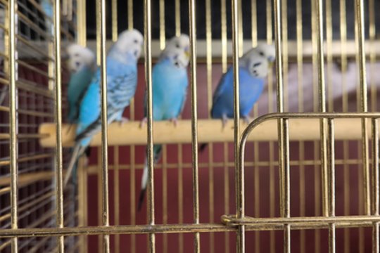 Nuostabios papūgėlės privers pasijusti tikra Snieguole: nuobodu tikrai nebus