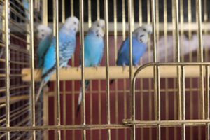 Nuostabios papūgėlės privers pasijusti tikra Snieguole: nuobodu tikrai nebus