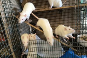 8 baltos „uodegytės“ trokšta tikrų namų: tikras energijos užtaisas garantuotas