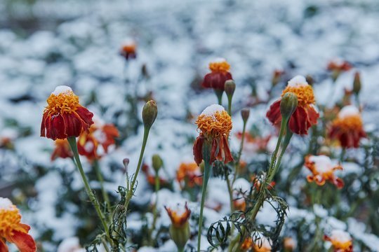 Šalnos ir toliau kandžiosis: kai kur žemę padengs net iki 9 laipsnių šalčio