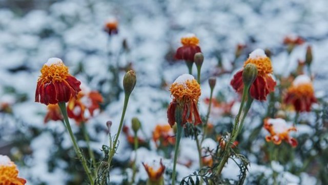 Šalnos ir toliau kandžiosis: kai kur žemę padengs net iki 9 laipsnių šalčio