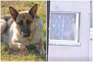 Po įtarimų dėl zoofilijos Klaipėdoje – tarnybų žinia: skelbia, ką nustatė