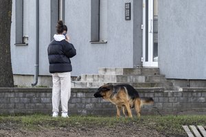 Vaizdas paplūdimiuose įsiutino klaipėdietį: visur – šunų išmatos