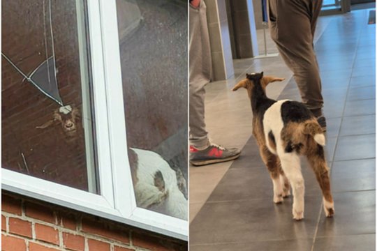 Vilniečiai kraipo galvas dėl daugiabutyje laikomo neįprasto gyvūno: ar tai normalu?