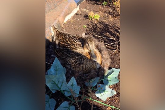 To dar nebūsite matę: kapinėse užfiksavo neįprastą vaizdą