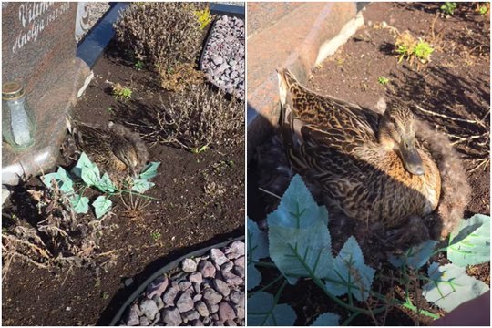 Vaizdas kapinėse sužavėjo tūkstančius: „Tegul nesupyksta kapo savininkai, bet negaliu nepasidalinti“