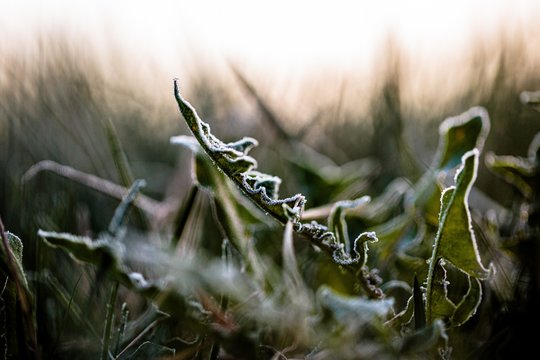 „Daug daržovių neatlaikys“: prieš artėjančias šalnas – nerimas dėl derliaus