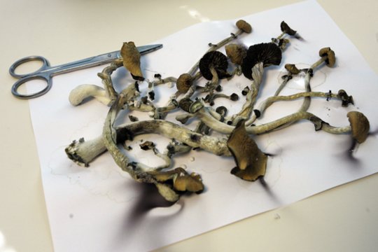 Radinys jauno kauniečio namuose jį pasiuntė tiesiai ant areštinės gulto