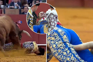 Sevilijoje – šiurpus buliaus išpuolis: koridos legendai prireikė išangės operacijos