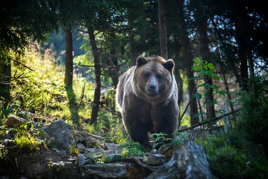 Sukrėtimas Lenkijoje: lokys mirtinai sudraskė 58 metų moterį