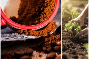 Kavos tirščiai: daugelis naudoja sode, bet nežino, kur jų geriau nedėti