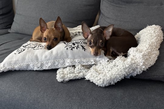 Keturios letenos ir laimė: Alytaus keturkojų istorijos ir nuotykiai