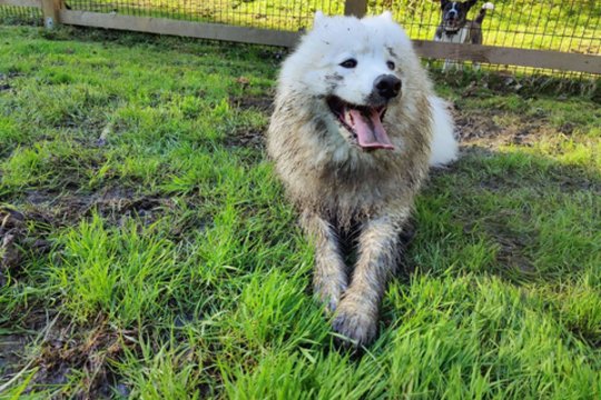 Keturios letenos ir laimė: Alytaus keturkojų istorijos ir nuotykiai