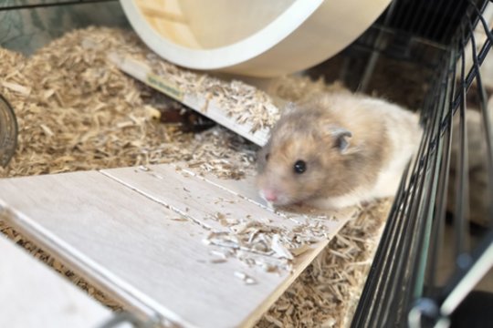 Smalsus ir vikrus Ryžius laukia ypatingo žmogaus: maistą ima iš rankų