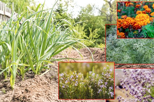 Augalai, kuriuos verta pasodinti dar šį pavasarį: erkės nepakenčia jų aromato