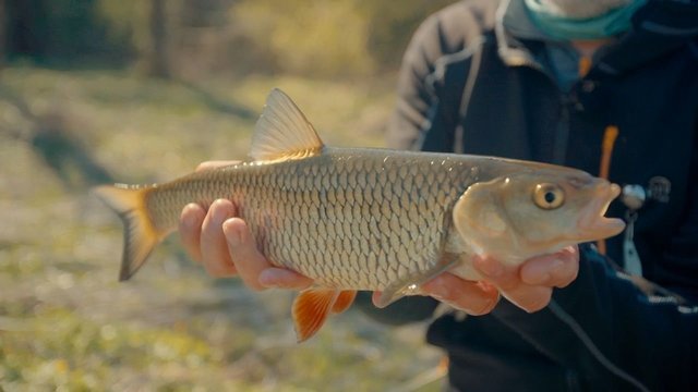 „Šiandien kimba“. Aktyvi šapalų paieška ir įtempta plačiaburnių medžioklė pavasario vandenyse