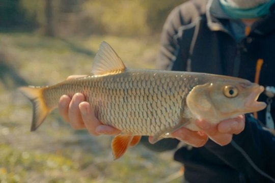 „Šiandien kimba“. Aktyvi šapalų paieška ir įtempta plačiaburnių medžioklė pavasario vandenyse
