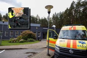 Po gaisro Vilniuje – sujaudinęs medikų poelgis su kačiuku