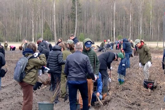 Miškasodis Valdo Adamkaus garbei: Lietuvoje pasodinta daugiau nei 100 tūkst. ąžuolų