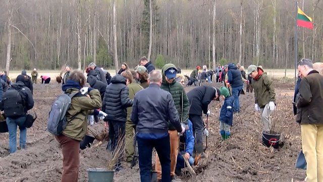 Miškasodis Valdo Adamkaus garbei: Lietuvoje pasodinta daugiau nei 100 tūkst. ąžuolų