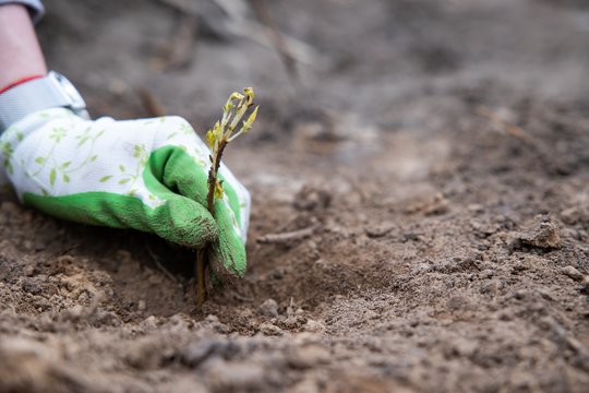 Nacionaliniame miškasodyje visoje Lietuvoje pasodinta daugiau nei 155 tūkst. ąžuolų