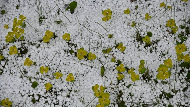 Šalnos, vėjas ir vėsus oras: klimatologas sako, kad greito atšilimo tikėtis neverta