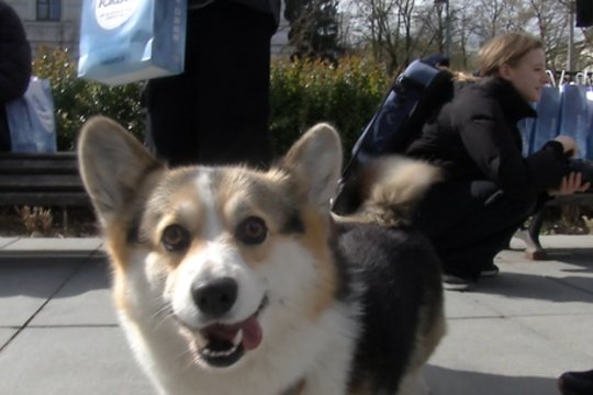 Aviganių paradas Vilniuje: keturkojai žygiavo nuo Lukiškių aikštės iki Katedros aikštės