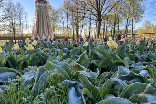 Gėlininkų patarimai: kaip apsaugoti tulpes ir narcizus nuo permainingų pavasario orų
