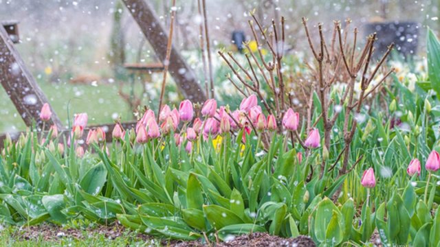 Pavasaris kol kas sugrįžti nežada: sinoptikai įspėja apie minusinę temperatūrą ir sniegą