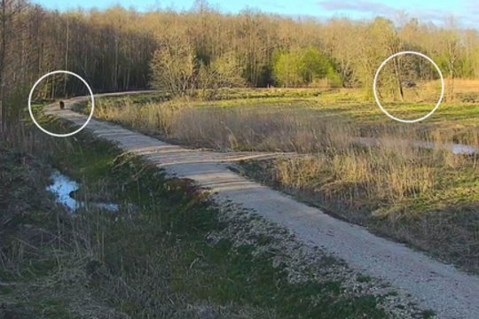 Užfiksuota dar viena lepečkojė: neišgąsdino net prie pat pravažiavęs automobilis