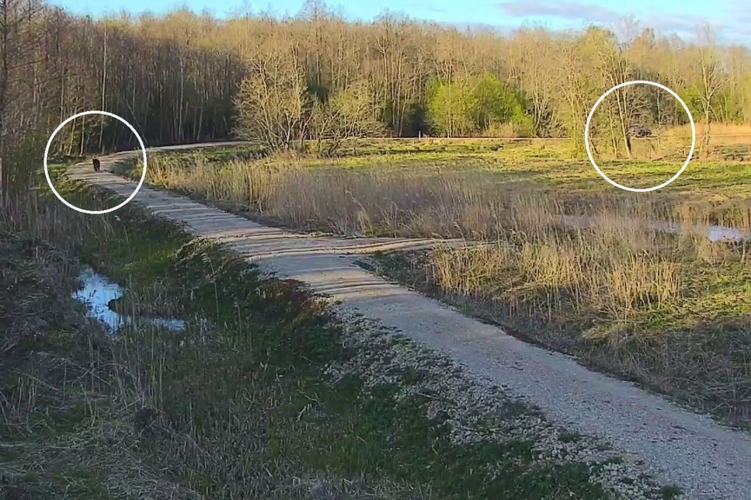 Užfiksuota dar viena lepečkojė: neišgąsdino net prie pat pravažiavęs automobilis