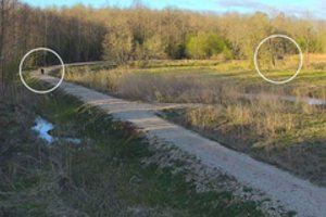 Užfiksuota dar viena lepečkojė: neišgąsdino net prie pat pravažiavęs automobilis