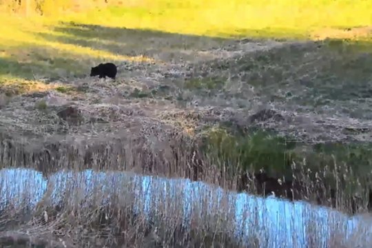 Į Lietuvą pasisvečiuoti užsuko dar viena meška: užfiksavo lepečkojės pramogas