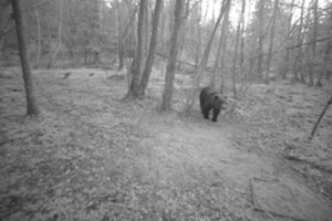 Simbolinis sugrįžimas: meška pirmą kartą užfiksuota ir Žemaitijoje
