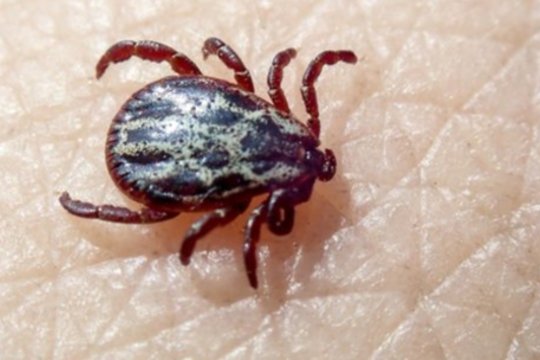 Erkėms neišsigandus žiemos turime išlikti budrūs: vienai grupei itin pavojinga