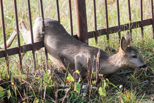 Išlaisvinta Vilniuje metalinėje tvoroje užstrigusi stirna