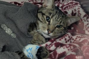 Katino skrandyje ir žarnyne aptiko šokiruojantį radinį: tai pranoko viską