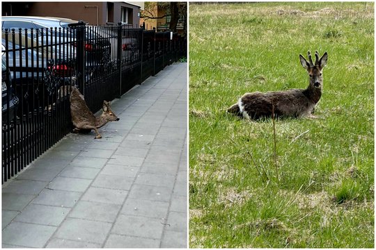 Išlaisvinta Vilniuje metalinėje tvoroje užstrigusi stirna