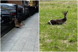 Išlaisvinta Vilniuje metalinėje tvoroje užstrigusi stirna