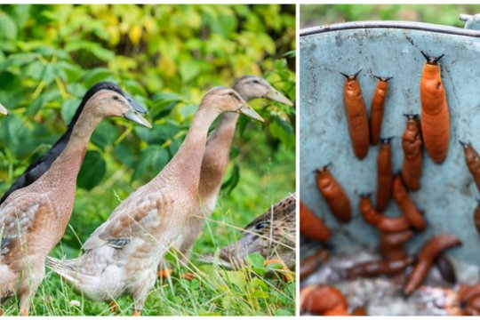 Kiek ančių išgelbės daržą nuo šliužų? Viskas priklauso nuo dviejų dalykų