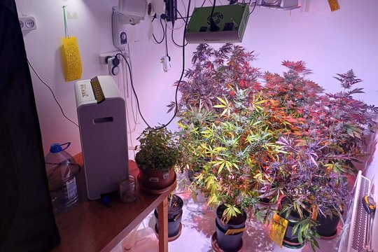 Klaipėdos pareigūnams įkliuvo kanapes auginęs vyras – sodo namelio rūsyje rasta 10 vazonų