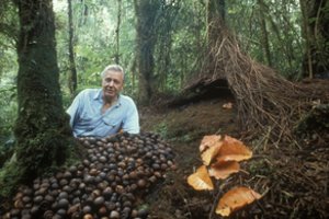 Davidas Attenboroughas minės 100-ąjį jubiliejų: garsaus gamtininko gimtadienio proga – daugybė renginių