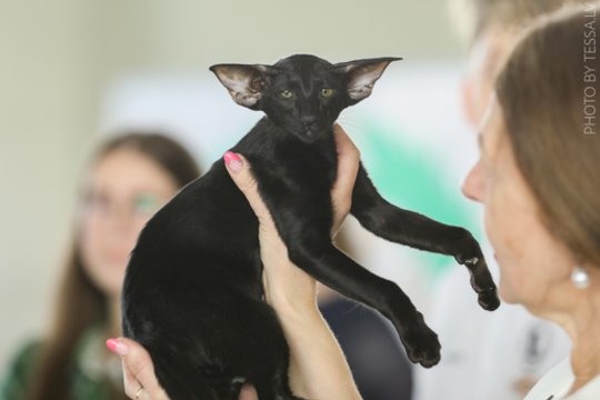 Pamatykite: Lietuvoje – gražiausios Europos katės ir retos veislės iš viso pasaulio