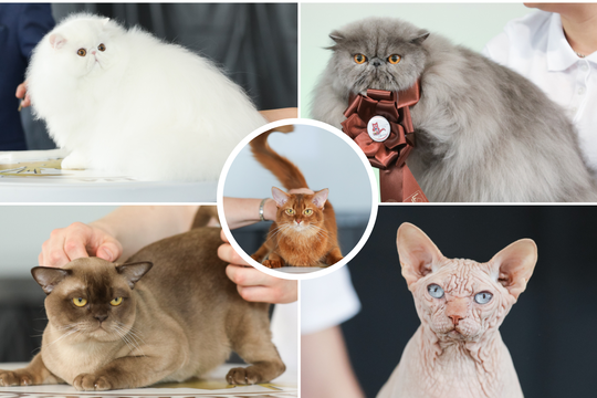 Pamatykite: Lietuvoje – gražiausios Europos katės ir retos veislės iš viso pasaulio