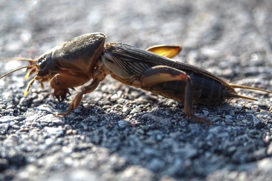 Kurkliai, grambuoliai ir kurmiai: kaip apsaugoti veją nuo nekviestų svečių?