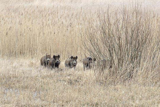 Medžiotojų klubo prezidentas įtariamas brakonieriavimu – daro viską, kad tik išsisuktų