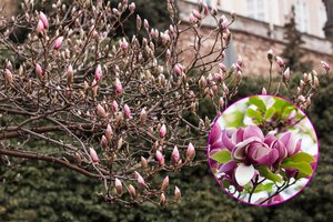 Magnolija nežydi? Vienas neapgalvotas sprendimas gali ilgam ją „užblokuoti“